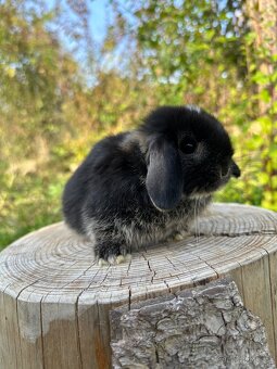 Minilop - zakrslý beránek - 3