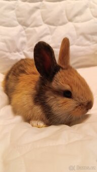 Zakrslý králík - 3