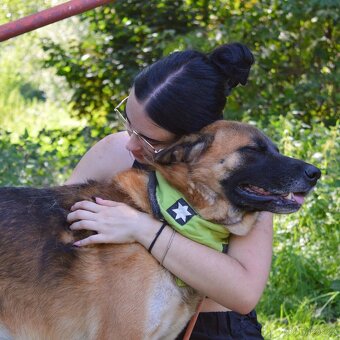 🐾 Tessar – mladý kříženec německého ovčáka a akita inu hled - 3