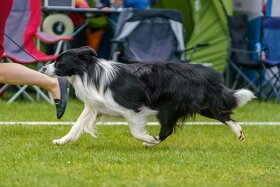 Krytí chovným psem plemene border kolie - 3