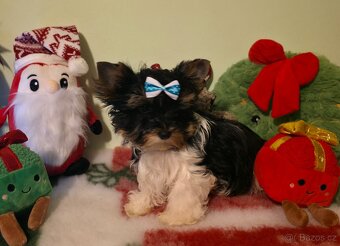 Biewer terrier s P.P. - 3