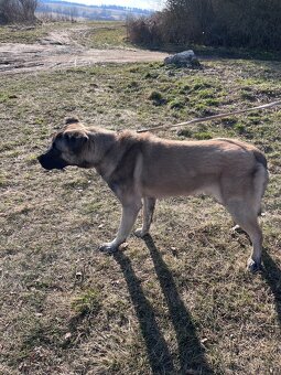 Prodám štěně - 3