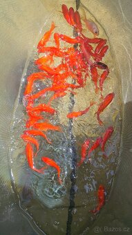 Koi kapr, karas, jeseter - 3