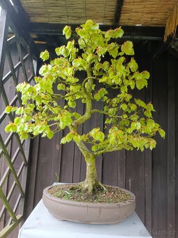 bonsai, bonsaj - 3