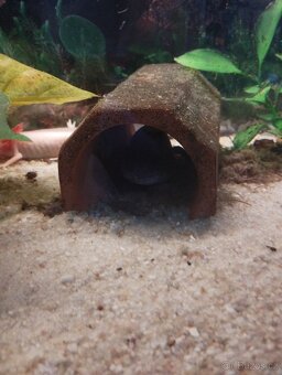 Axolotl - 3