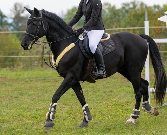 POLOVIČNÍ PRONÁJEM KONĚ - 3