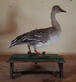 Stará lovecká trofej KACHNA - myslivost - dekorace - 3