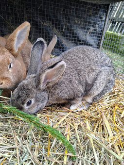 Králíci - samice - 3