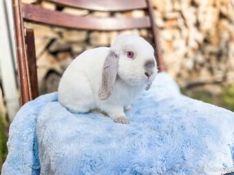 Zakrslí králíčci - 3