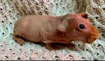 3 samečci skinny morčátek - 3