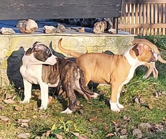 Americký stafordšírský teriér s PP - 3