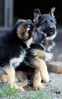 Německý ovčák - 3