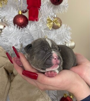 American bully štěňátka - 3