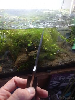 Nůž na houby do lesa , grill atd. - 3