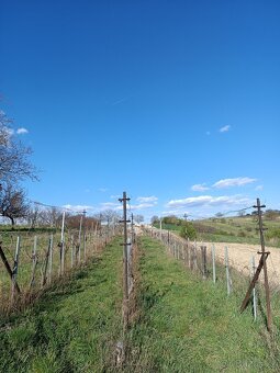 Prodej vinice 1373m2 v Kú obce Šardice - 3