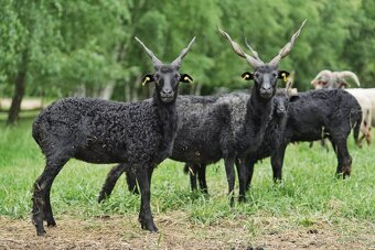REZERVACE Jehničky maďarské racky (ovce cápové) - 3