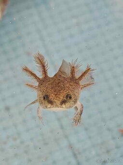 Axolotl - Mexický dráček - Axík Axelotl - 3