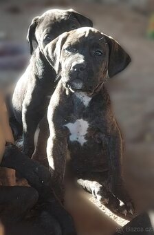 Bandog - 3