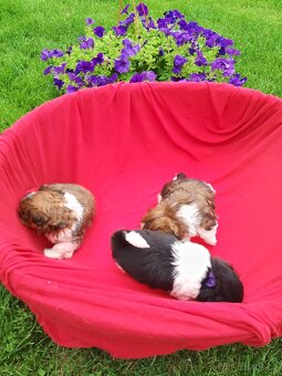 Shih-tzu. Shitzu - 3