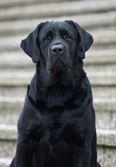 Labrador - krásná černá štěňátka s PP - 3