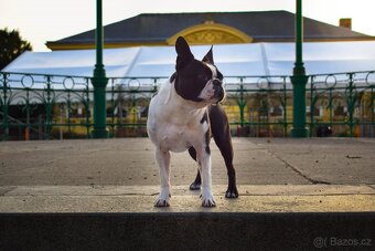 Bostonský teriér s PP - 3