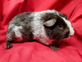 Morče,2 kluci dalmatini - 3