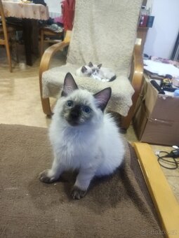 Kotátka Ragdoll bez PP - 3