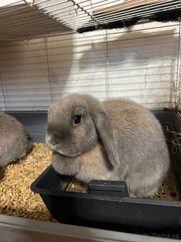 2 zakrslí králíčci- samec a samice - 3