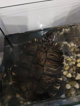 Dvě větší vodní želvy - 3