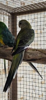 Papoušek zpěvavý - samička - 3