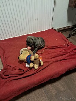 Prodam buldočka - 3