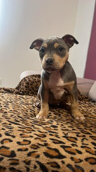 Stafordšírský bulteriér - 3