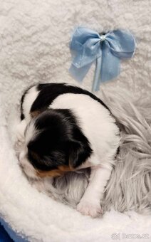 Black and tan , Biewer a Biro Yorkshire Terrier s PP - 3