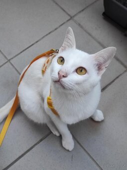 Khao Manee - 3