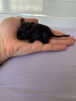 Osmák degu - 3