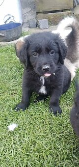 Štěně Labrador černý pejsci - 3