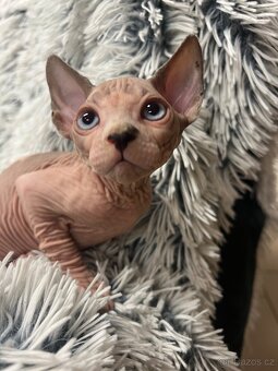 Kanadský sphynx - 3