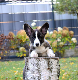 Welsh Corgi Cardigan Chlapec je připraven k vyzvednutí - 3