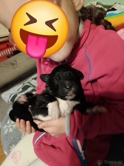 Kavkazský pastevecký - 3