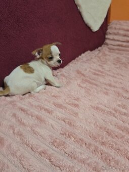 ČIVAVA KRÁTKOSRSTÁ MINI FENEČKA - 3