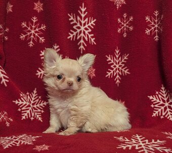 Čivava dlouhosrstá s PP - 3