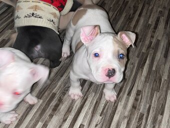 American bully - 3