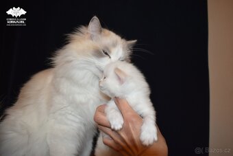 Ragdoll s PP – creme/red kocourek na výstavy a chov - 3