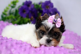 biewer yorkshire terrier s PP - 3