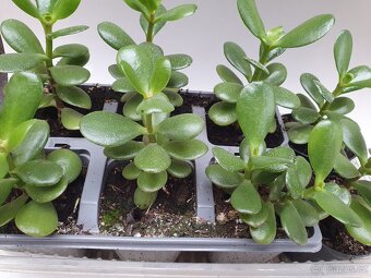 Tlustice vejčitá (Crassula ovata) - 3