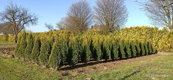 Thuja, Tůje - 3