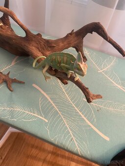 Chameleon jemenský - 3