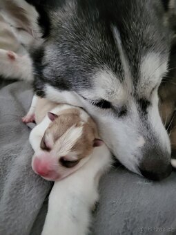 Prijímame rezervácie na šteniatka Sibírskeho Husky na jeseň - 3