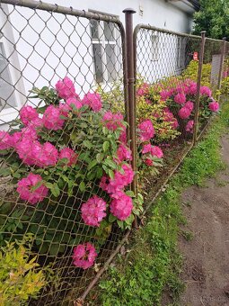 Rododendrony - 3