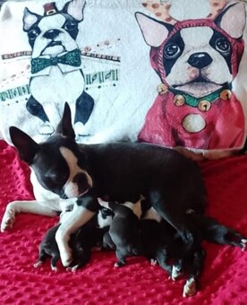 Bostonský terier,Boston Terrier,Boston - 3